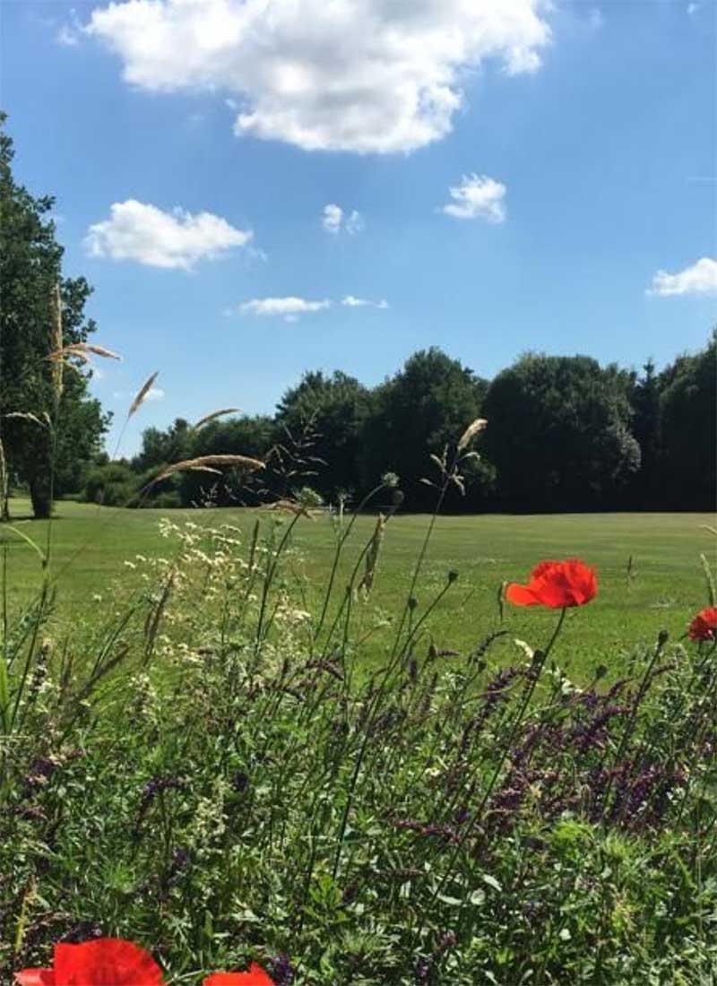 Blick über den Golfplatz Wanlo mit Mohnblumen